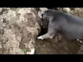 Cesar Millan Puppy Profiles Junior