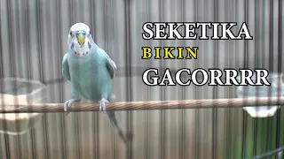 pancingan parkit agar gacor