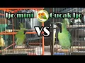 CUCAK IJO VS IJO MINI... CUCAK IJO MINI G MAU KALAH