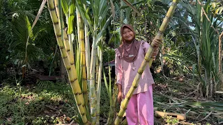 kompilasi vidio pitaahrld | berpetualang & masak 🍃🏔️✨ #pitaahrld #berpetualang 