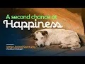 Download Lagu My Content Cafe x Vatika Animal Sanctuary : a Documentary