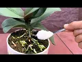 Download Lagu Sprinkle 1 teaspoon! Suddenly the orchid grew 1001 roots and bloomed super flowers