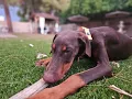 Meet Purity a foster for Desert Harbor Doberman Rescue of AZ