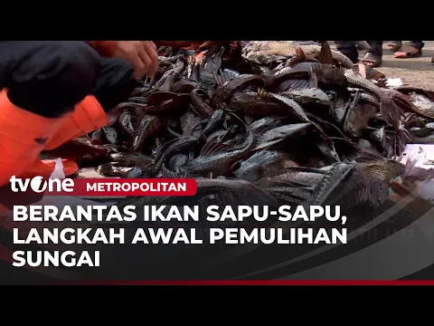 Pemprov Jakarta Berhasil Berantas 7 Ton Ikan Sapu-Sapu