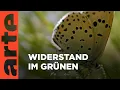 Download Lagu In der Macchie | Die Natur und ihr Netzwerk der Wohltäter | ARTE Family