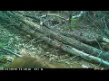 Bear in Pollock Pines CA