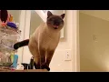Intense Conversation With My Siamese Cat
