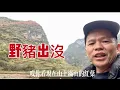 吳王城遺址，四面絕壁環繞，風景獨特。路上竄出一隻野豬