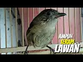 Download Lagu flamboyan gacor terapi lawan setiap saat bunyi ngebren dan nyiul ampuh untuk pancingan dan masteran