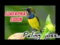 Download Lagu Suara pikat sogon dan masteran paling JOSS....