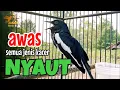 Download Lagu SUARA BURUNG kacer gacor NGEPLONG TARUNG ini paling AMPUH buat PANCINGAN KACER agar EMOSI