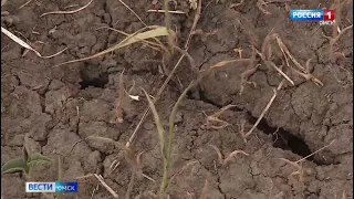 Дачники в Осташково в дикую жару остались без воды