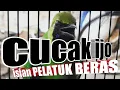 Download Lagu Ngeriiii cucak ijo isian pelatuk beras panjang-panjang✅langsung dengerin