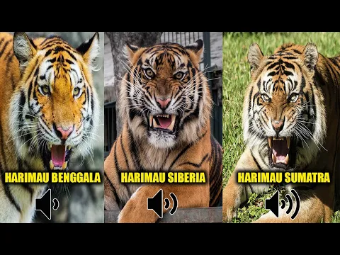 Download MP3 Suara Harimau Sumatra Paling Keras ??! Beginilah Suara Harimau Ketika Marah.