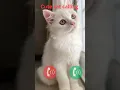 Download Lagu cute cat #ringtone #smartphone #music #ringtones #song #cat #funnycallringto #device #funny