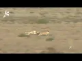 Download Lagu [CHASE]greyhound vs saluki to springbok. Greyhound race speedhound hunting with dogs