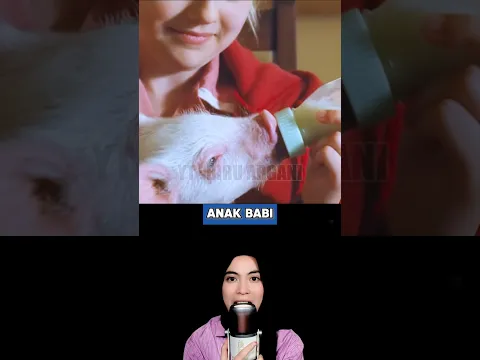 Anak Babi Dan Laba Laba Sunda