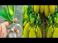 Lagu Hoe je snel een jackfruitboom kweekt: stapsgewijze handleiding voor snelle wortelvorming | Jackfruitboom 