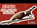 Download Lagu CILILIN GACOR NGEROL DURASI PANJANG COCOK MASTERAN MURAI BATU JUARA