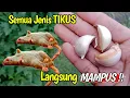 Download Lagu CARA AMPUH B4SMI TIKUS‼️Cuma 3 Siung BAWANG PUTIH