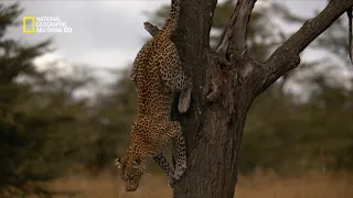 أسبوع القطط الكبيرة قصة فهد مرقط الحيوانات البري ة ناشونال جيوغرافيك أبوظبي 