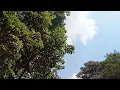 Walangolo _ DJ Neptune ft Mr Eazi & Konshens (Official Dance Video) || Damah K Choreography