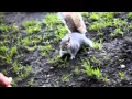 Squirell gif