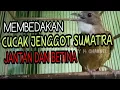 Download Lagu Cara membedakan cucak jenggot Sumatra jantan betina