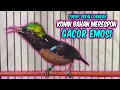 Download Lagu Suara burung KONIN GACOR INI AMPUH bikin KOLIBRI NINJA lain ikut RAJIN BUNYI