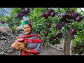 Download Lagu ||Apple Season(Apple Barfi Recipe)In Kinnaur HP||