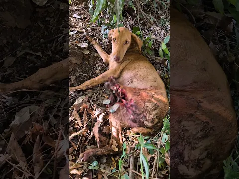 Tiny Puppy Crushed Under Harvest Machine Lost His Leg