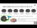 oreo cell cycle assignment