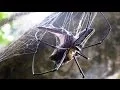GIANT SPIDER EATS BATS
