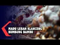 Download Lagu Budidaya Madu Lebah Klanceng Bumbung Bambu, Pembeli Bisa Menikmati di Sarangnya