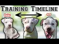 Complete Pit bull puppy Training Schedule by AGE