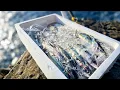 Download Lagu The prize money for the winner is crazy! A grouper fishing tournament in one of Japan's best fish...