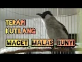 Download Lagu TERAPI KUTILANG PAUD / BAHAN || Burung Macet Bisu Malas Bunyi AUTO GACOR .