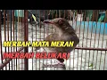 Download Lagu MERBAH MATA MERAH GACOR / MERBAH BELUKAR GACOR TEMBAKANNYA BIKIN KAGET