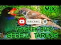 Download Lagu Mix tengkek buto dan gereja tarung dengan suara air gemercik