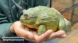 Prince Phillip The African Bull Frog or Pixie Frog Rare Beautiful - Episode 40
