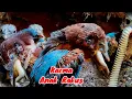Download Lagu KELAPARAN ‼️ANAK BURUNG HAMPIR MATI KARENA TERLALU RAKUS