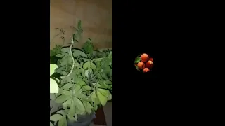 وكــــم مـــــن صريــح لاتفهمه العقـــول وكـــم من منافق كســــب القــــلــوب 