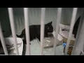 Christmas at the Danville SPCA