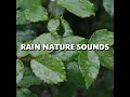 Illustrative Daybreak Rain Sounds - Deep Sleep