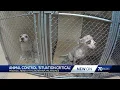 Milwaukee animal shelter in crisis caring for nearly 400 animals