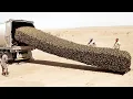 They Released Millions of Frozen Bees Into Sahara and Left Them for a Year. Result Shocked the World