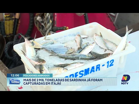 Pesca da sardinha alavanca economia de Itajaí: 2 mil toneladas capturadas