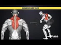Actions of the Rhomboids and Traps