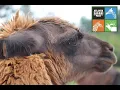 The Triplets visit Atlanta Safari Park