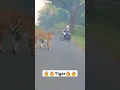Download Lagu Deadly Tiger Encounter: Biker's Heart-Stopping Moment Tadoba National Park